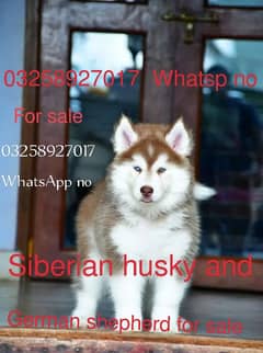 Siberian husky puppie 03258927017  WhatsApp number