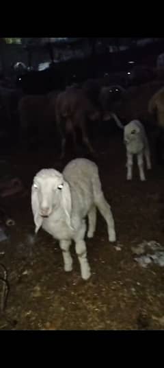 Sheep baby female 4 month age h