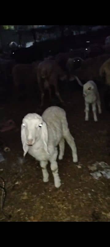 Sheep baby female 4 month age h 0