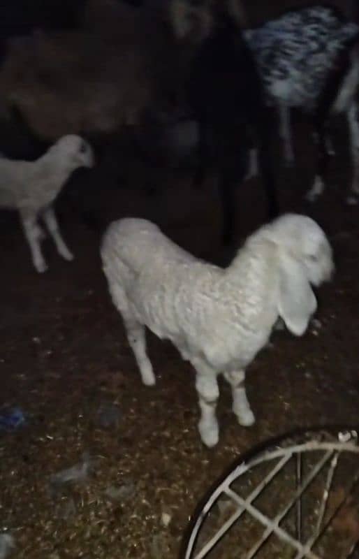 Sheep baby female 4 month age h 2