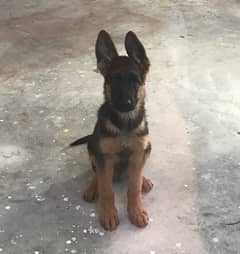 Stock Coat Pedigree Micro Chipped German Shepherd puppy is Up for sale