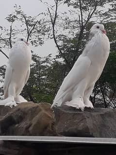 white ghubara breeder pair