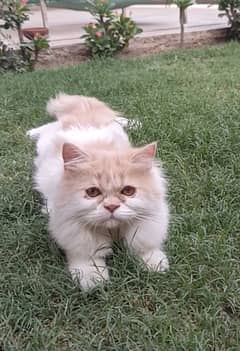 5 Month Persian Female for Sale