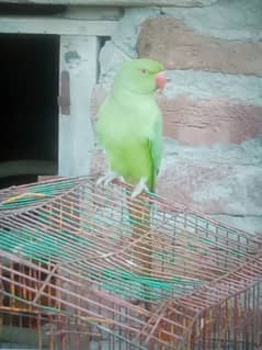 khata parrot for sale 6 month