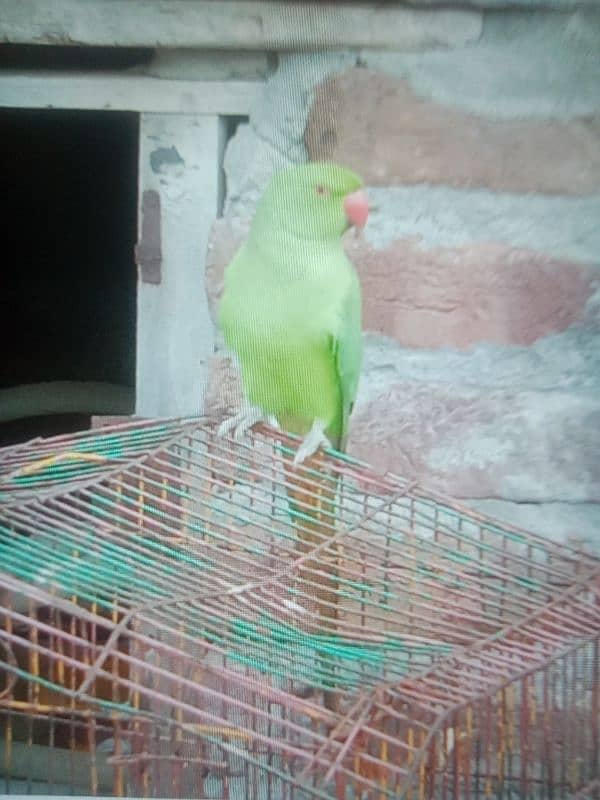 khata parrot for sale 6 month 1