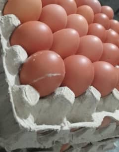 lohman brown eggs 0