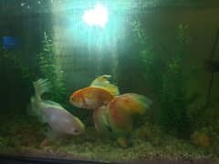 Gold Fish Pair 0