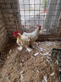 White heavy Buff Cock for sale in lahore