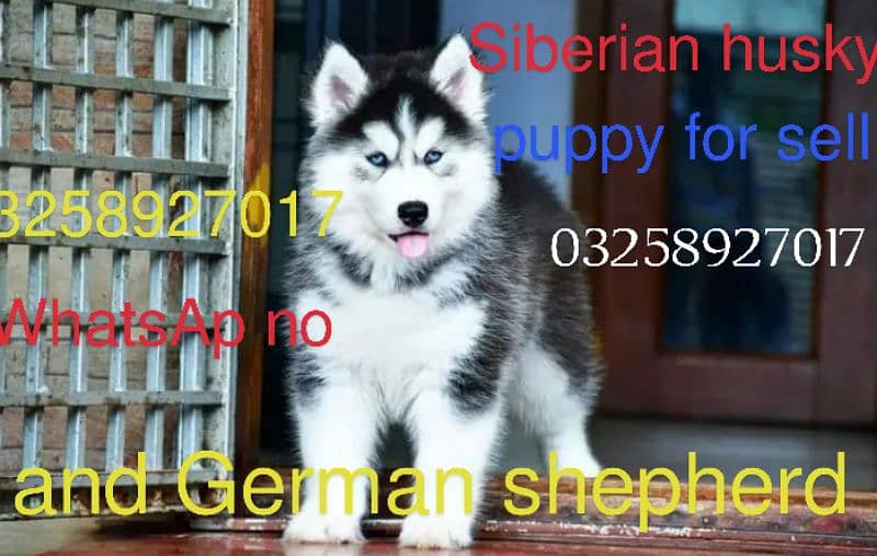 Siberian husky /German shepherd 0