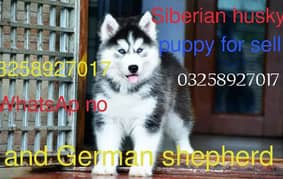 Siberian husky / German shepherd puppy