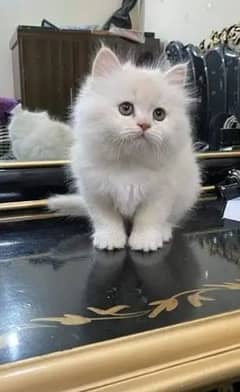 Persian kittens for sale 03287576736 call wahtasp