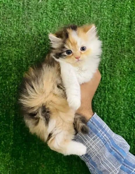 Persian kittens for sale 03287576736 call wahtasp 1