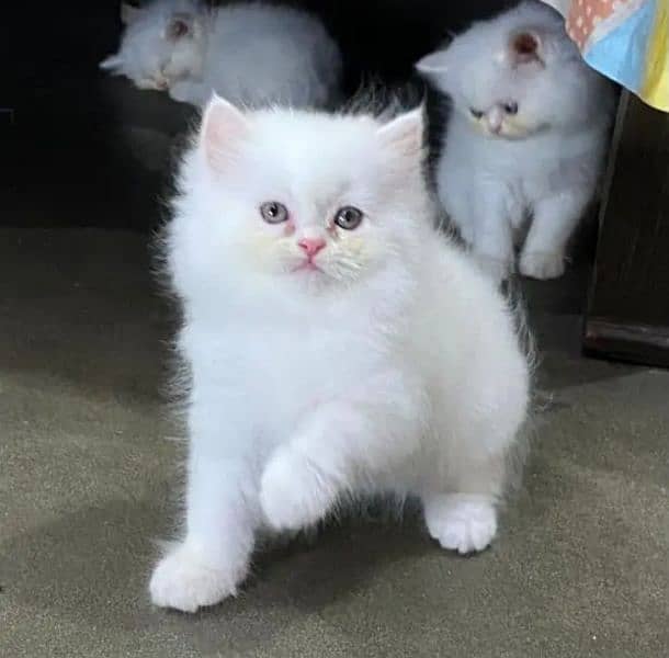 Persian kittens for sale 03287576736 call wahtasp 3