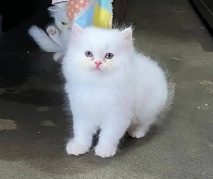 Persian kittens for sale 03287576736 call wahtasp 4