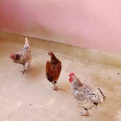 Fancy hens Murgiyan sliver golden sebright Breeder Trio