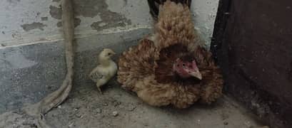 Aseel murgi with 2 chick's