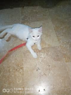 PERSION FEMALE CAT 2 MONTHS 0