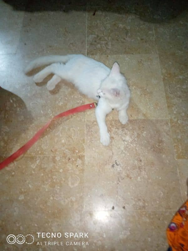 PERSION FEMALE CAT 2 MONTHS 1