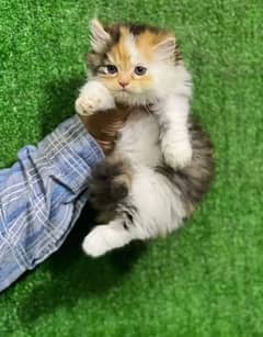 Persian kittens for sale 03287576736 call wahtasp