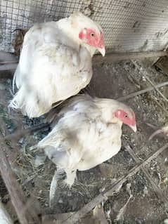 paper white heera  kurak female foresale per pic 8000