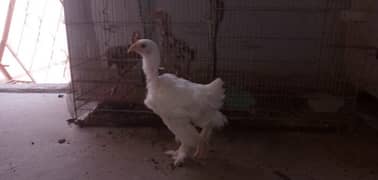 white buff male chick [good quality] 0