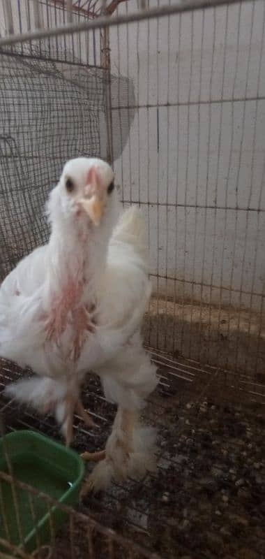 white buff male chick [good quality] 1