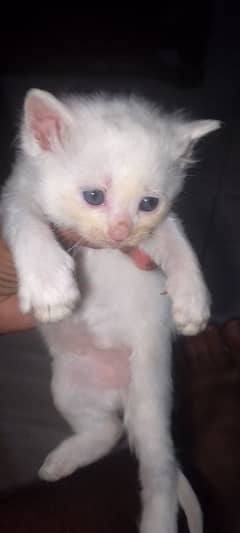 white cat, Kitten of white cat