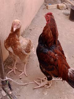 Aseel pair for sale