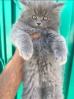 Persian kittens for sale 03287576736 call wahtasp