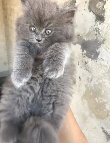 Persian kittens for sale 03287576736 call wahtasp 3