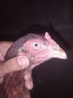 2 ASEEL OLD BLOODLINE HENS AVAILABLE FOR SALE