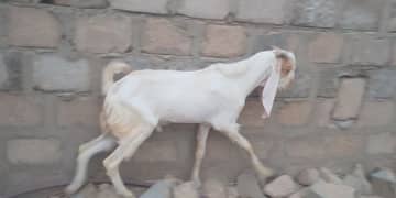 bakra