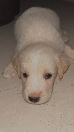 Pure Canadian Golden Retriever