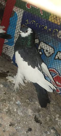 magpie pigeon