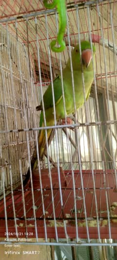 ringneck parrot for sale age 6years hand tamed talking parrot price i