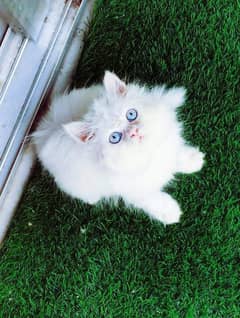 Persian cat 2 month age for sale Call WhatsApp 0341,78,17,026