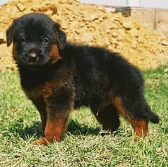 German Shepherd puppie for sale