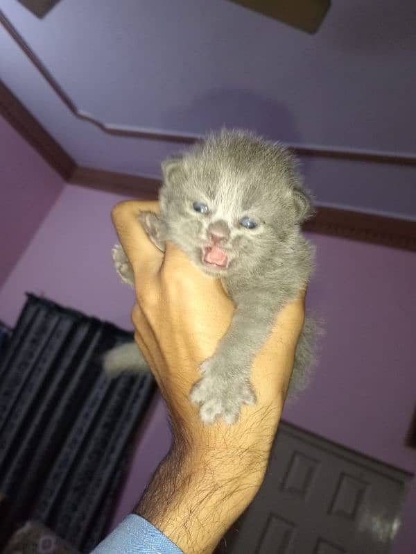 Gray golden eyes persian baby 2