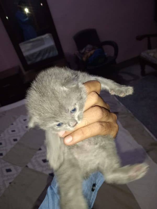 Gray golden eyes persian baby 4