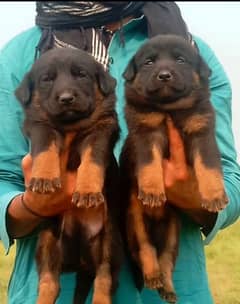 German Shepherd long coat pair available for sale