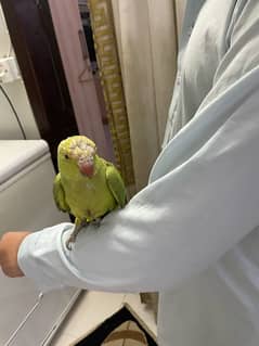 green parrot sir per  lari ke Nishan hai