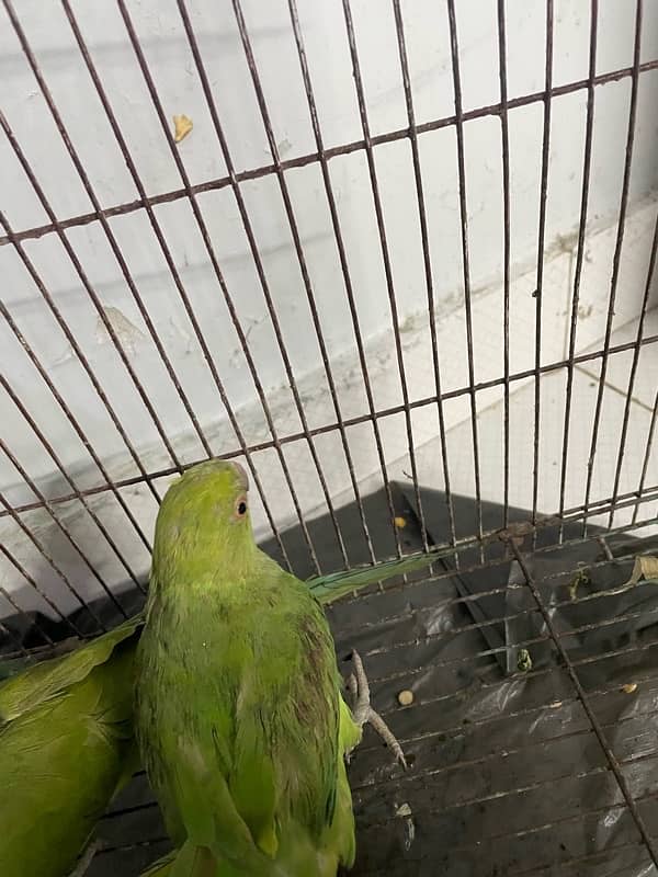 green parrot sir per  lari ke Nishan hai 1