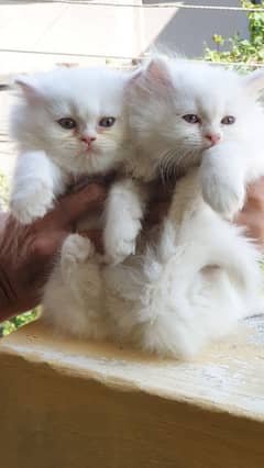 white pure punch face kittens