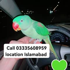 Hand Tamed Full Friendly 3 Years Kashmir Raw Breeder Female Parrot