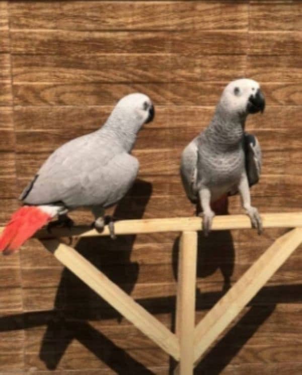 African Grey parrot male female 0