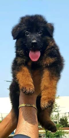 german shepherd male puppy