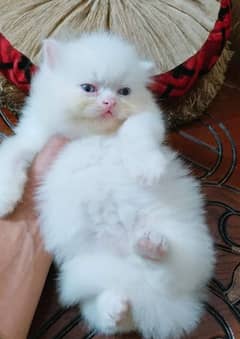 Persian cats 2 month age for sale Call My WhatsApp 0341,7817,026