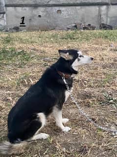 Siberian husky breedar  female