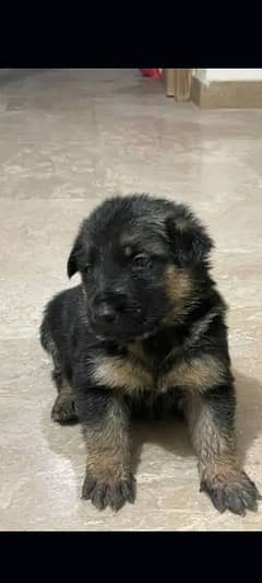 German Puppy