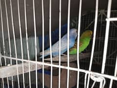 budgies parrot 1 breeder pair for sale